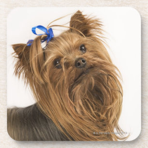 Dessous-de-verre Yorkshire Terrier/Yorkie. Race animée de