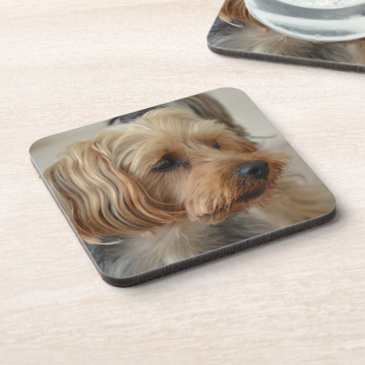 Dessous-de-verre Yorkshire Terrier Zac (Côté gauche)