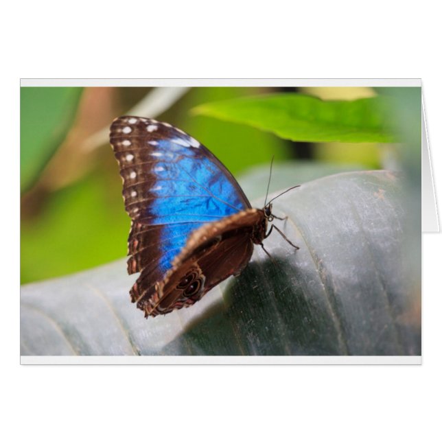 Destin (Devant horizontal)