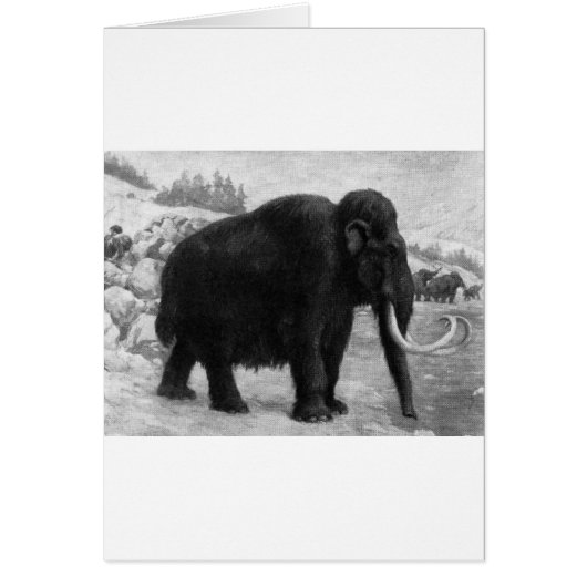Destin de mammoth laine (Devant)