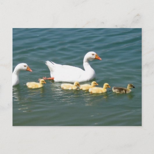 Destiny Gifts Briefkaart (Voorkant)