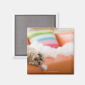 destructieve hond magneet (Voorkant / Achterkant)