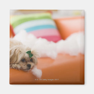 destructieve hond magneet
