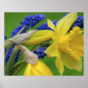 Detail van daffodil- en hyacintebloemen. Krediet Poster