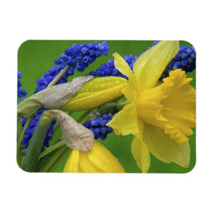 Detail van narcis- en hyacintbloemen. Credit Magneet