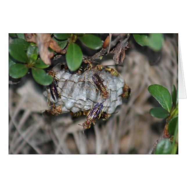 Détaillants #2 (Devant horizontal)