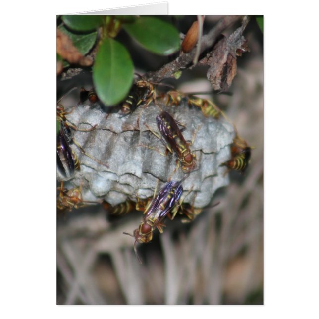 Détaillants #2 (Devant)