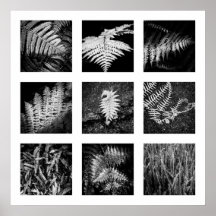 Details van Nature serie - Varens poster