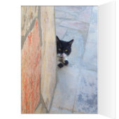 DETECTIEVE KAT ACHTER DE STEENWAL (Binnen (Links))