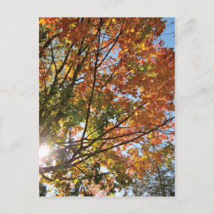 Deuren County Herfst Briefkaart