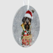 Deutsch Drahthaar, Joyeux Noël ! (devant)