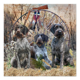 Deutsch Drahthaar Poster Perfect Poster