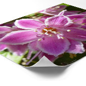 Deutzia Poster (Hoek)