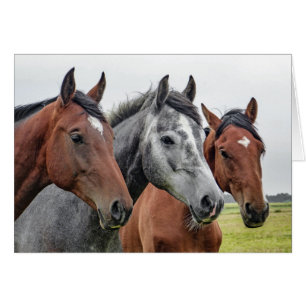 Deux bai et un gris, trois chevaux d'affilée