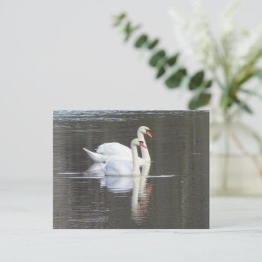Deux beaux Swans do-it-yourself carte postale (Debout devant)