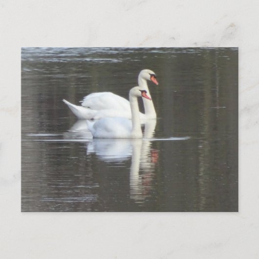 Deux beaux Swans do-it-yourself carte postale (Devant)