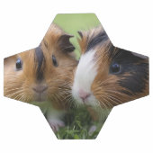 Deux bébés cochons de Guinée Tortoiseshell, (Plat)