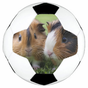 Deux bébés cochons de Guinée Tortoiseshell,
