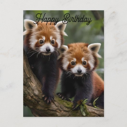Deux bébés pandas roux, carte d'anniversaire (Devant)