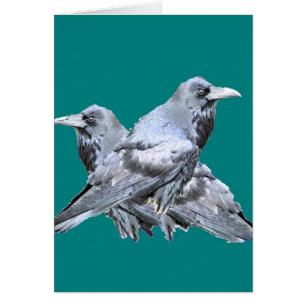 Deux cadeaux de sarcelle d'hiver de Ravens