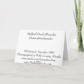 Deux canards et une carte à queue de cygne (Dos)