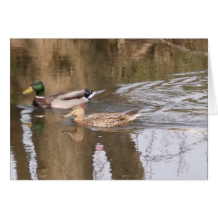 Deux canards sur une rivière