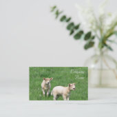 Deux cartes de visite d'agneaux (Debout devant)