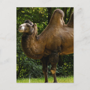 Deux cartes postales en chameau Humide