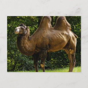 Deux cartes postales en chameau Humide