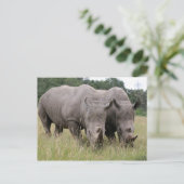 Deux cartes postales Rhinos (Debout devant)