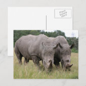 Deux cartes postales Rhinos (Devant / Derrière)