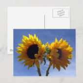 Deux cartes postales Sunflower (Devant / Derrière)