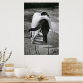 DEUX CATS - AMIS - MEILLEURE POSTER & IMPRIMANTES  (Cuisine)