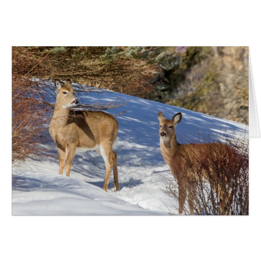 Deux cerfs à queue blanche en hiver (Devant horizontal)