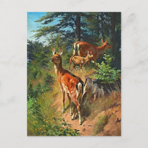 Deux Cerfs Et Cute Fawn Dans La Carte Postale Forê