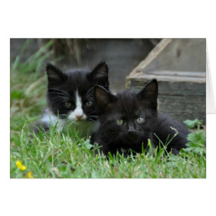 Deux chatons côte à côte