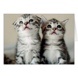 Deux chatons mignons