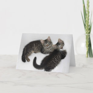 Deux chatons Secourus - Carte de voeux vierge