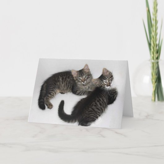 Deux chatons Secourus - Carte de voeux vierge (Devant)