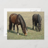 Deux chevaux - Carte postale (Devant / Derrière)
