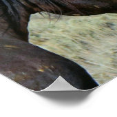 Deux Chevaux sauvages du Wyoming Poster de nez éto (Coin)