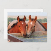 Deux chevaux sur une carte postale de ferme (Devant / Derrière)