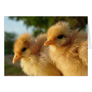 Deux Chicks turkines