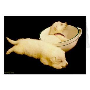 Deux chiots blancs de berger allemand