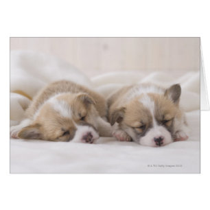 Deux Corgi gallois dormant