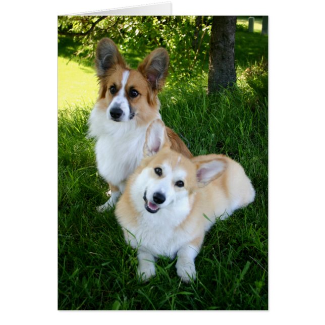 Deux Corgis gallois (Devant)