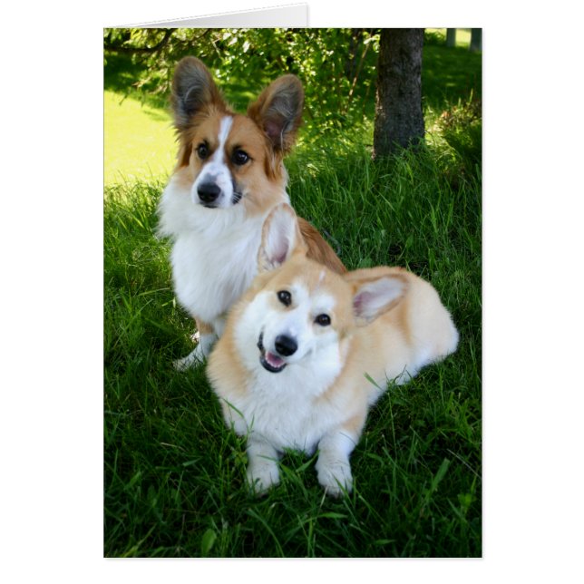 Deux Corgis gallois (Devant)