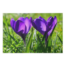 Deux Crocus Violets Côté Faux Toile Enveloppée Gra