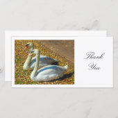 Deux cygnes - Merci (Devant / Derrière)