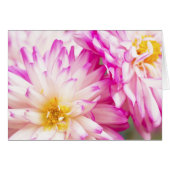 Deux dahlias blancs et roses note vierge (Devant horizontal)